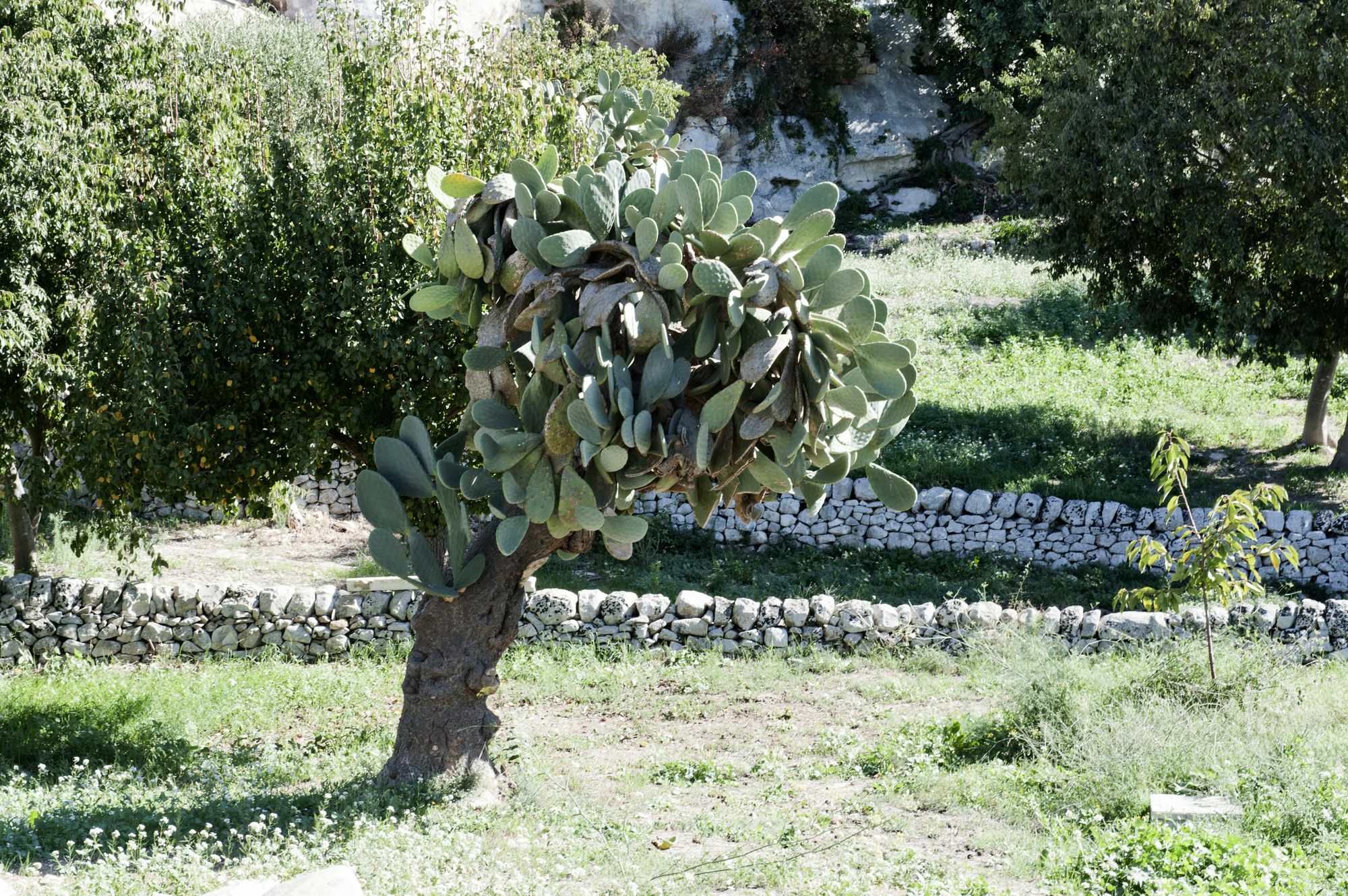 מודיקה Valle Dell'Acanto מראה חיצוני תמונה